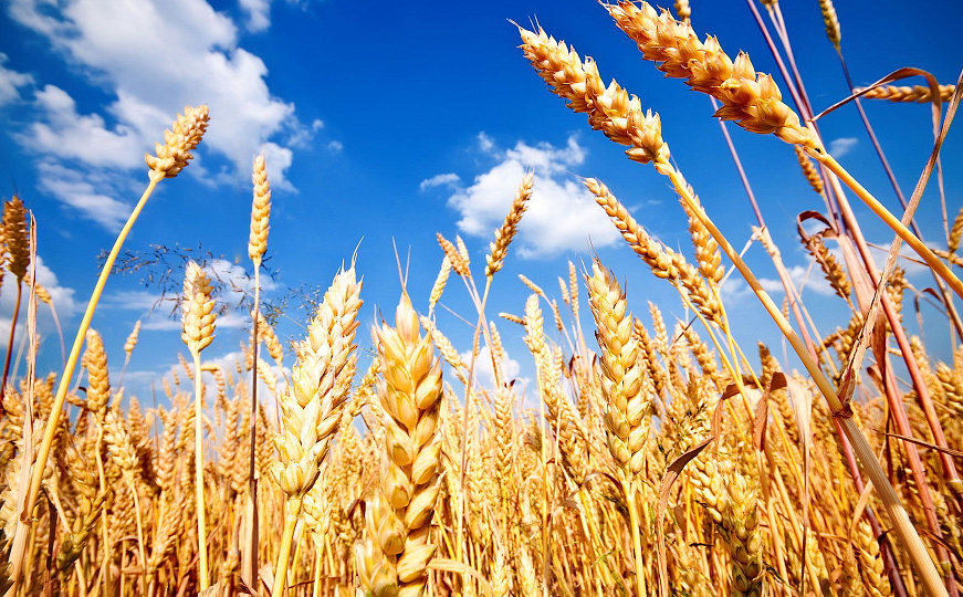 Особенности предпосевной обработки семян озимой пшеницы