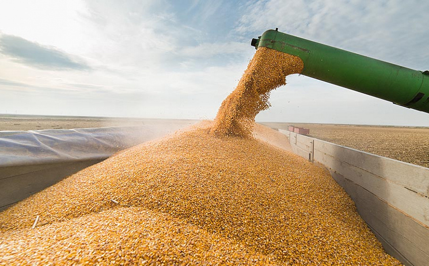 Кукуруза на зерно: качество закладывается в поле
