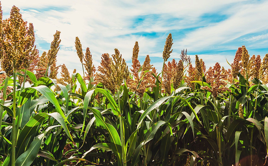 Развитие прикорневой гнили в посевах озимых зерновых культур