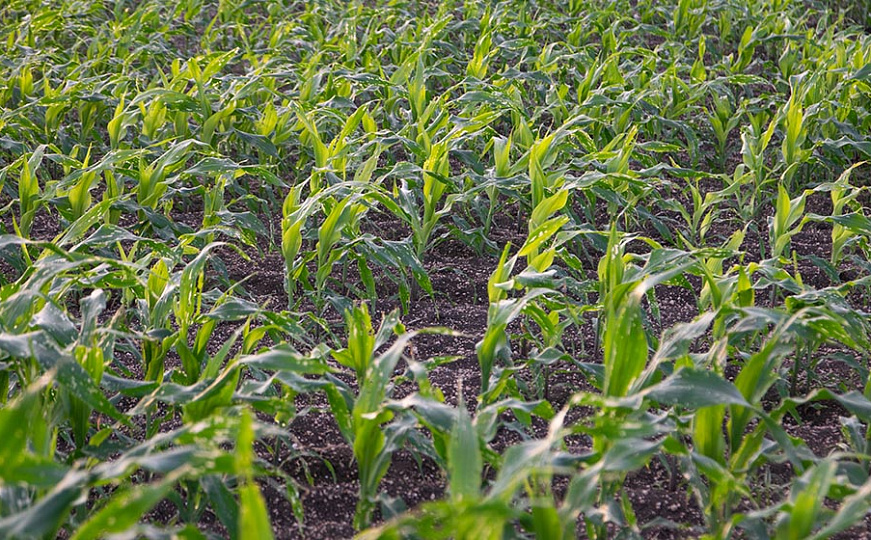 Кукуруза: особенности сезона-2021