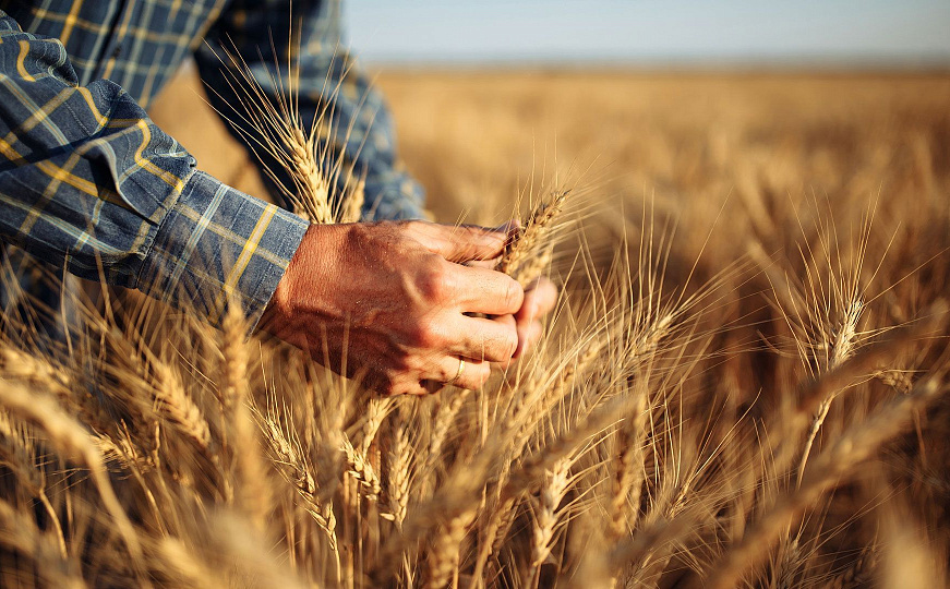 История появления пшеницы